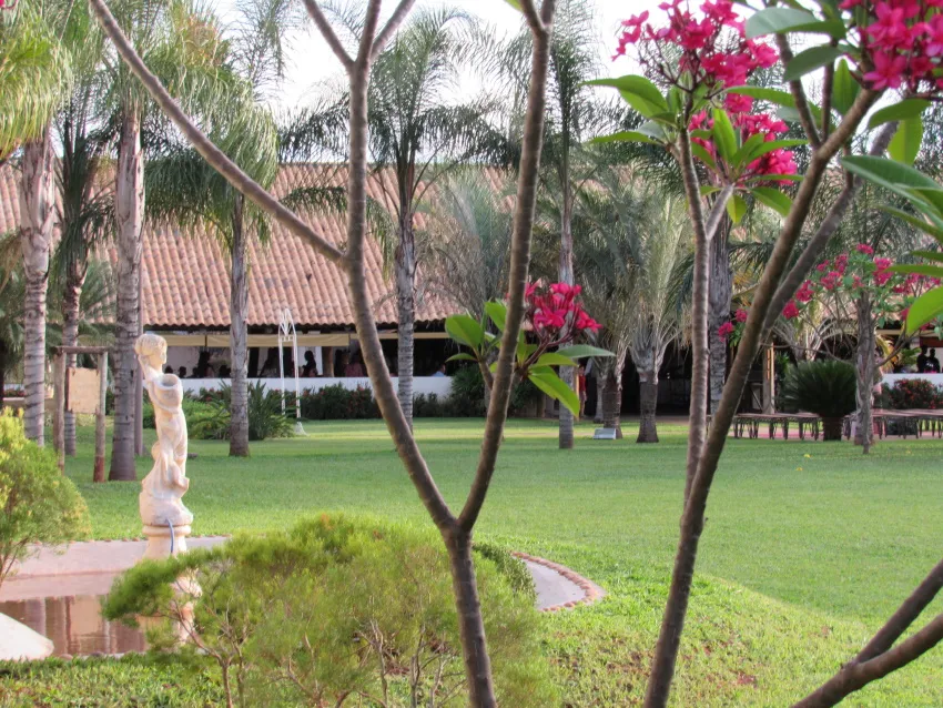 Jardim com palmeiras, árvore florida e gramado aparado